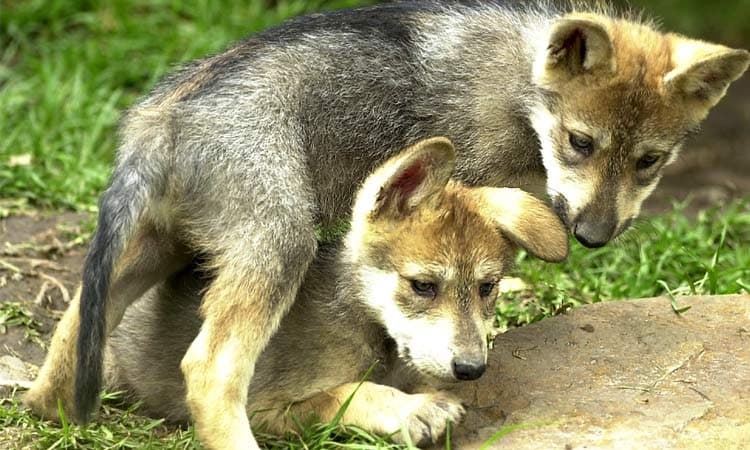 lobos mexicanos en Zoológico de Aragón