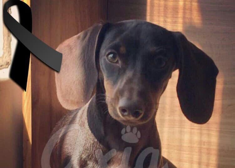 joven que asesino a una perrita salchicha