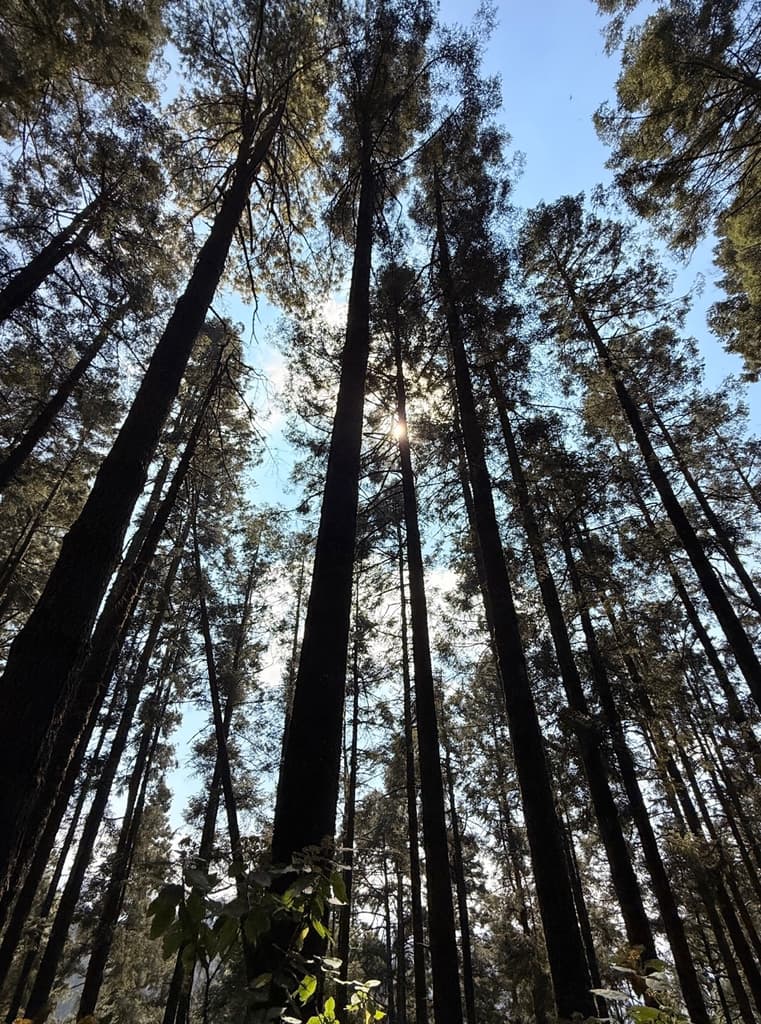 Copas de árboles en santuario de Michoacán.