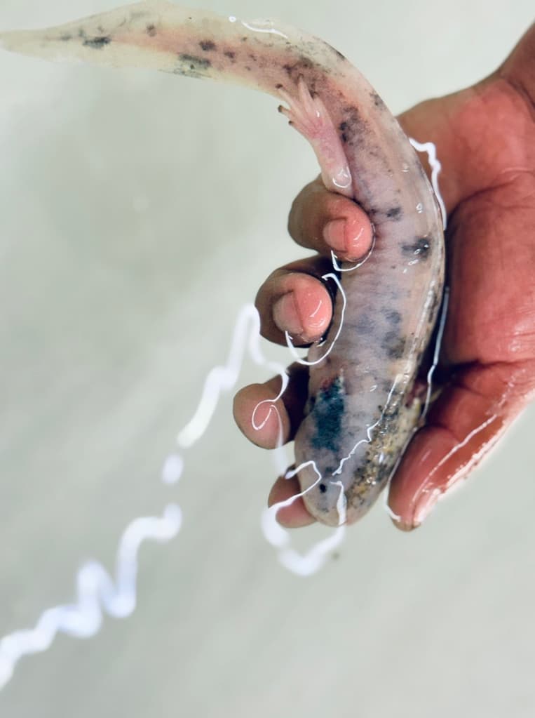 Todo lo que no sabías del ajolote: fuimos con un experto y salimos en shock | Foto: Liz Basaldúa