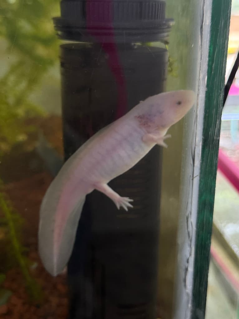 Todo lo que no sabías del ajolote: fuimos con un experto y salimos en shock | Foto: Liz Basaldúa