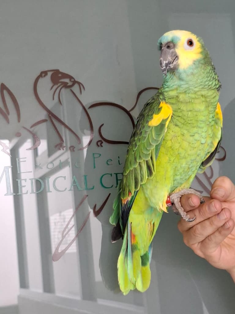 exotic pet medical center