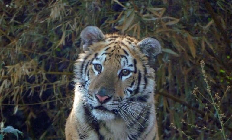 tigresa del zoológico de chapultepec