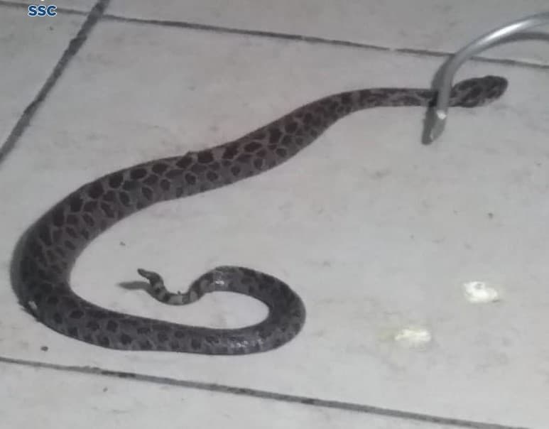 Víbora en un hospital