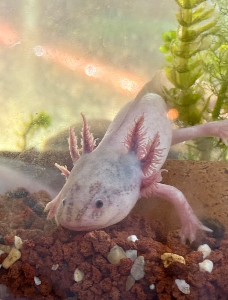 Todo lo que no sabías de los ajolotes: fuimos con un experto y salimos en shock | Foto: Liz Basaldúa