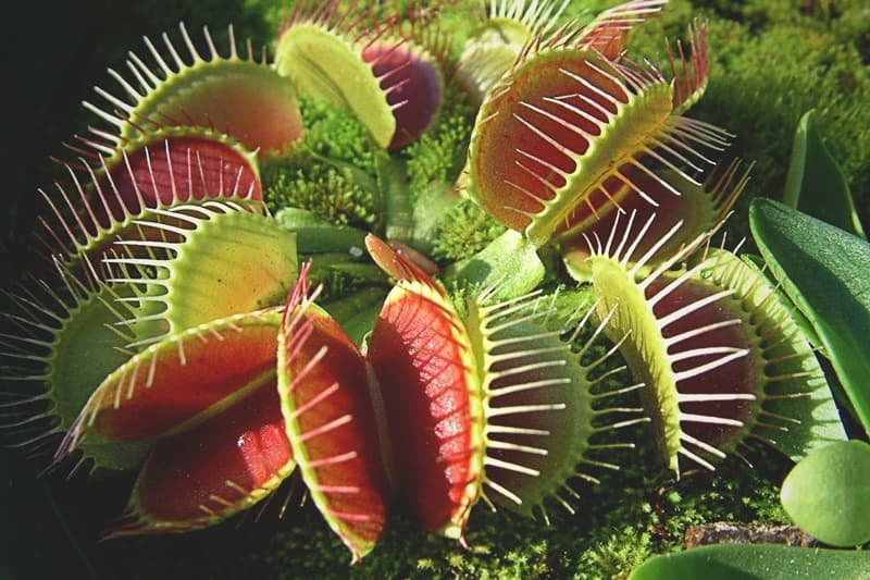 Hospital de Plantas Carnívoras en la CDMX