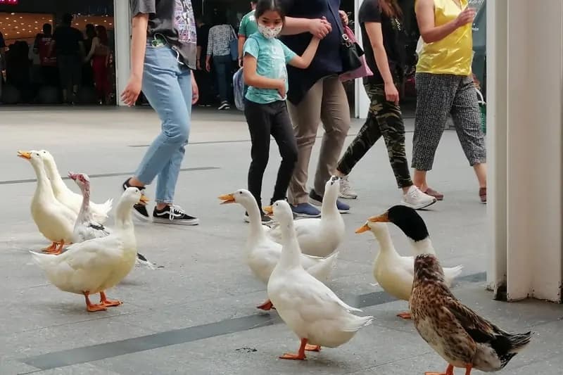 patos chintololos