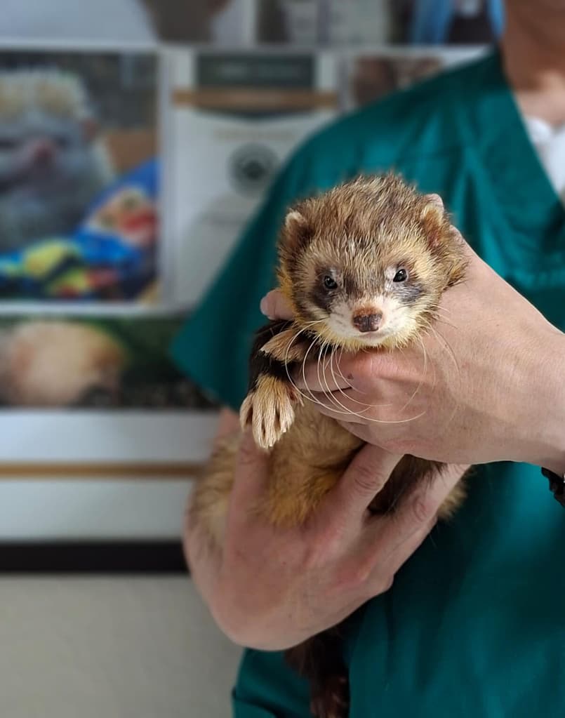 exotic pet medical center