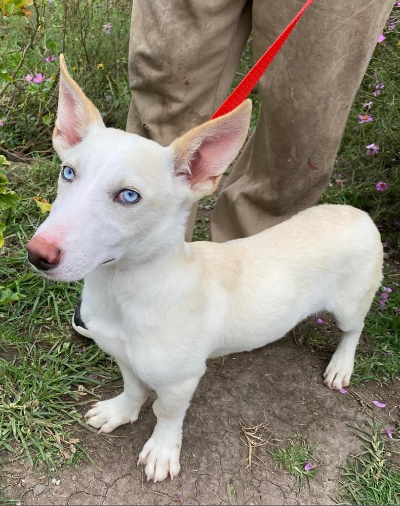 SEDEMA y PAOT intervienen tras desalojo del Refugio Franciscano en Cuajimalpa | Foto: FB Refugio Franciscano