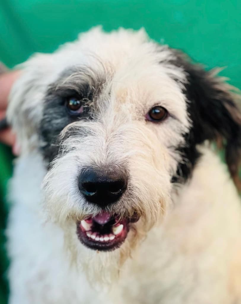 SEDEMA y PAOT intervienen tras desalojo del Refugio Franciscano en Cuajimalpa | Foto: FB Refugio Franciscano