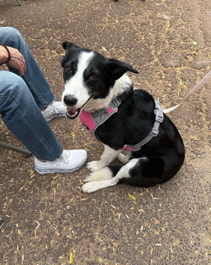 SEDEMA y PAOT intervienen tras desalojo del Refugio Franciscano en Cuajimalpa | Foto: FB Refugio Franciscano