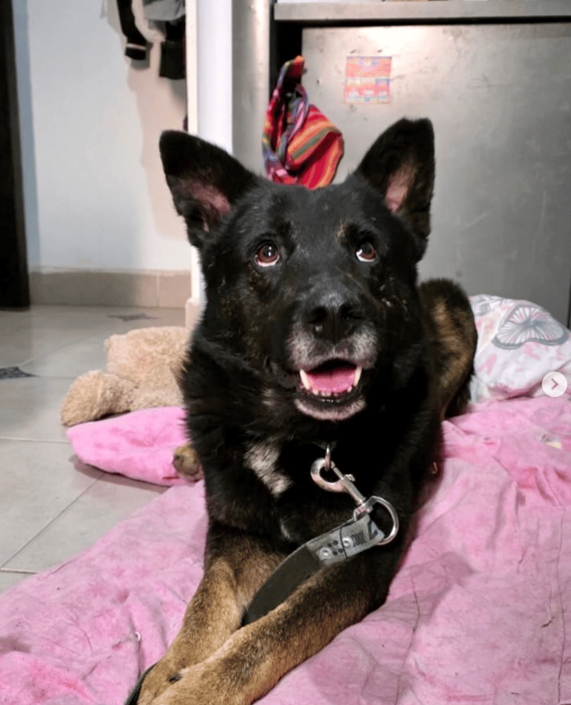 ¿Tu perro parece gremlin? ¡Llévalo al concurso del perrito más feo!

