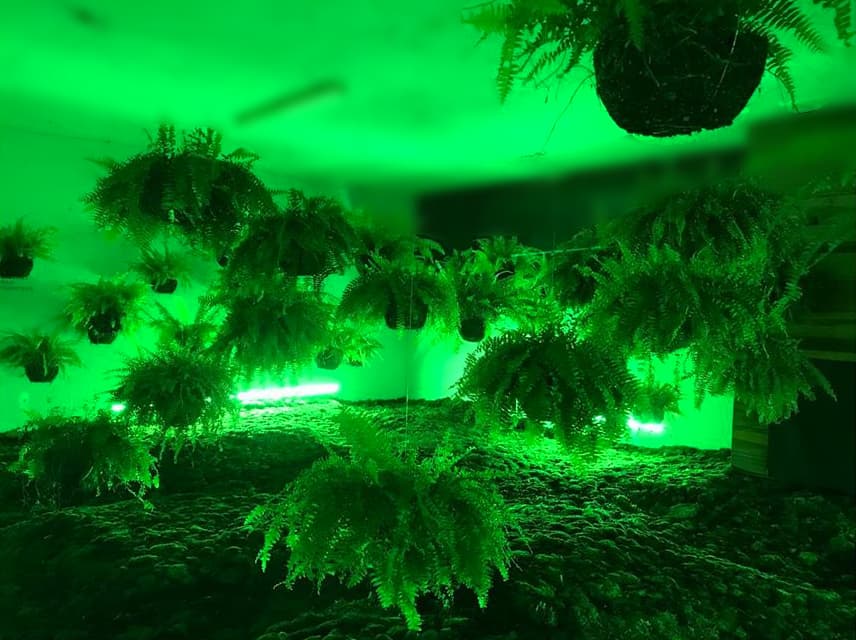 reino plantae en mártires de la conquista