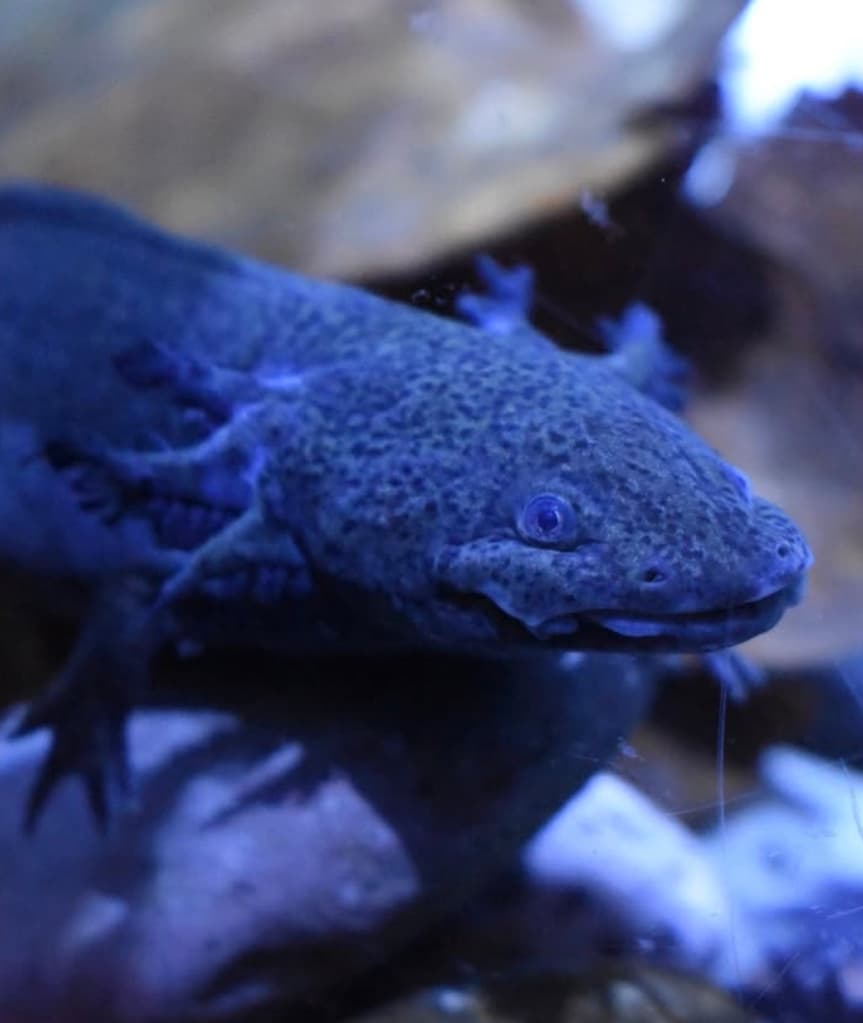 Misterio en el Abismo en Acuario Michín: la experiencia de Halloween que tienes que vivir | Foto: Acuario Michín