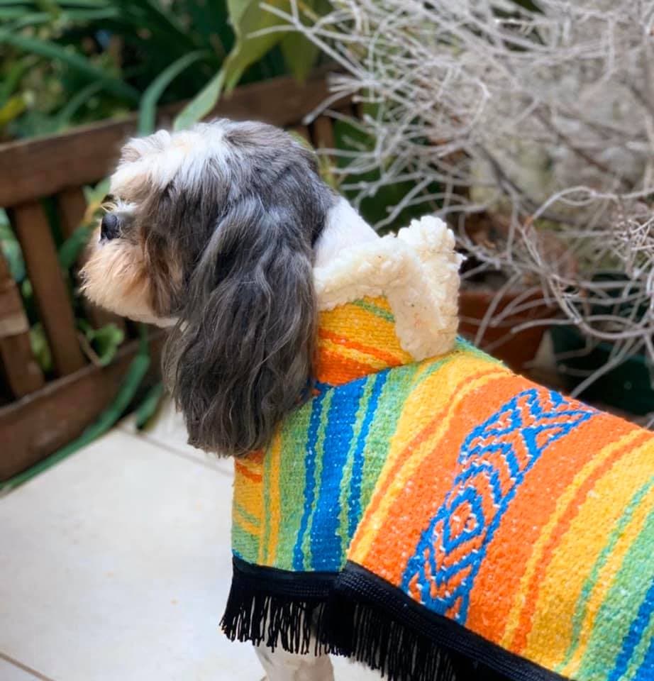 cuidar mascotas adoptadas