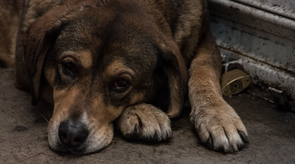 brigada de vigilancia animal de cdmx