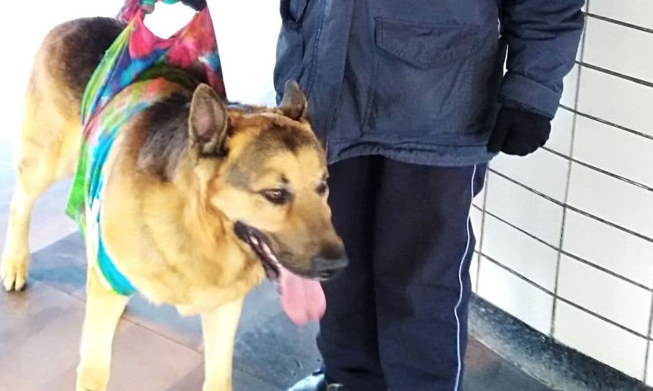 perro rescatado en la Línea A