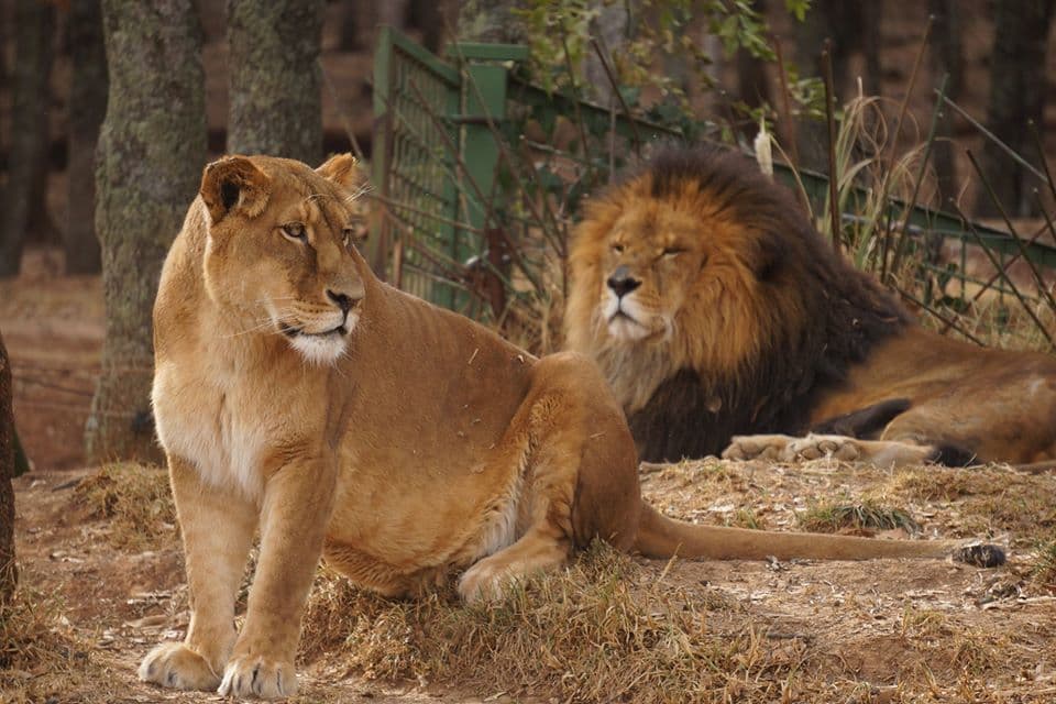 ayudar a BioParque Estrella