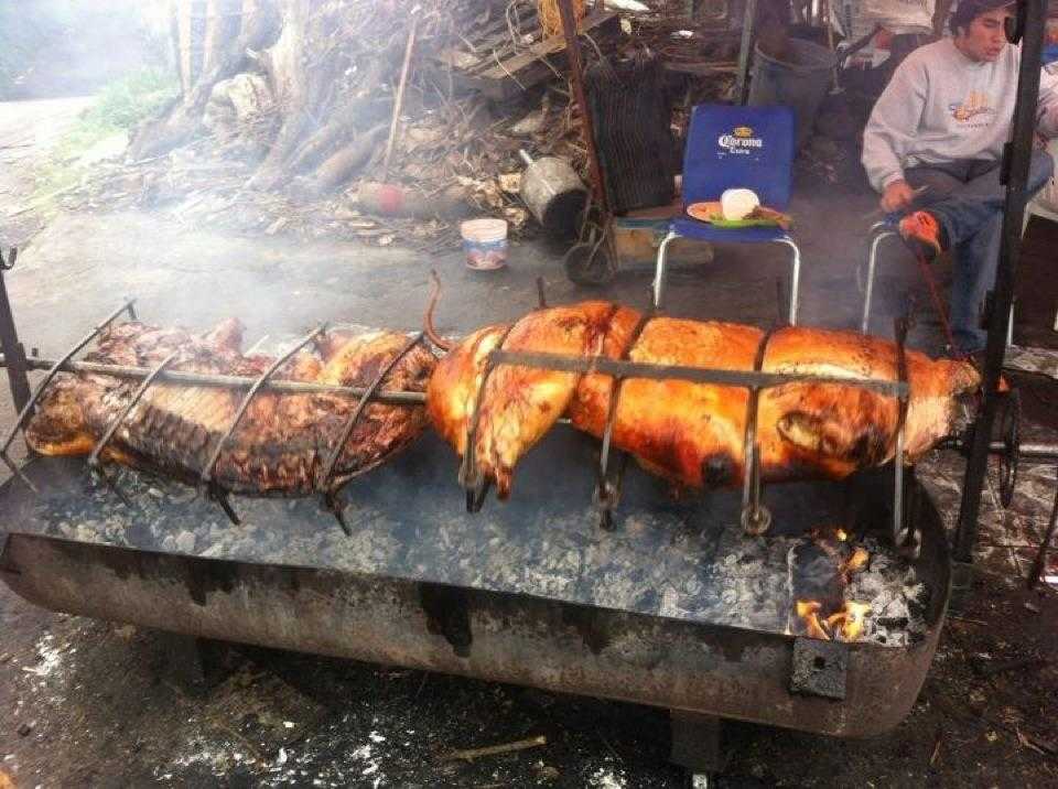 Sólo apto para carnívoros