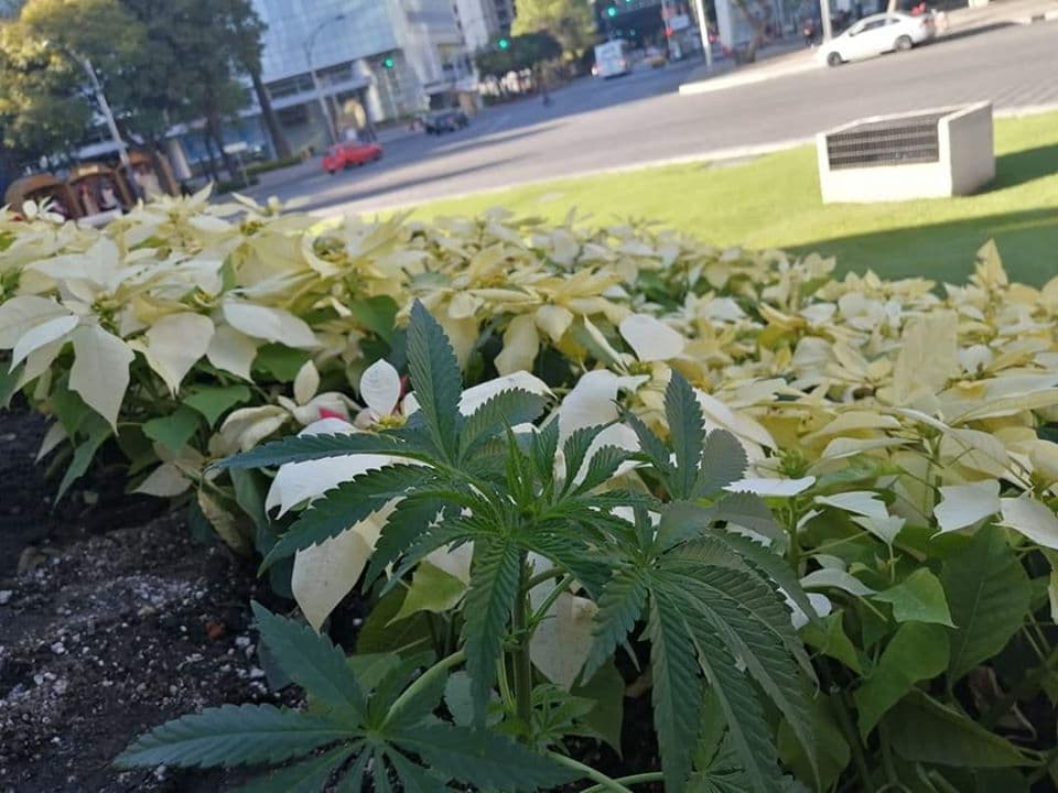 mariguana en el Ángel