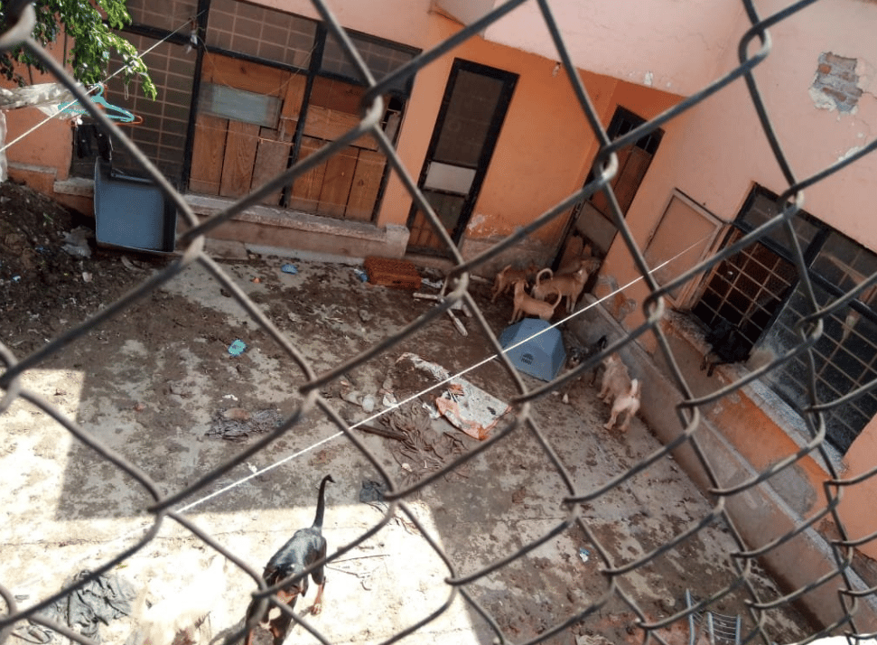 ¿Qué pasó con los perros rescatados en Lindavista?