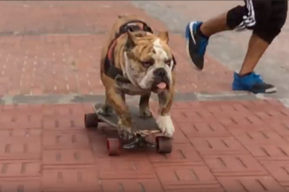 Logan el bulldog en patineta