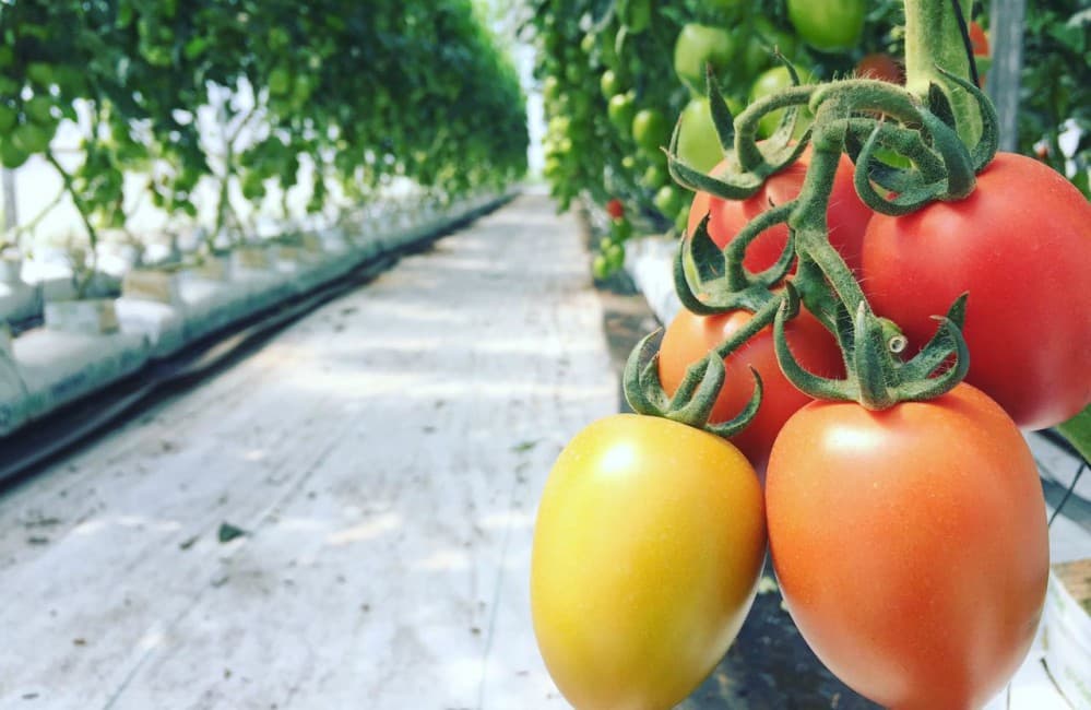 ¡Pásale! Pruducen y comercializan frutas y verduras en Fes Aragón